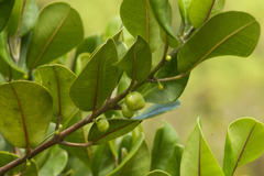 Melicope oahuensis