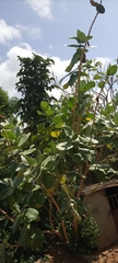 Calotropis procera image