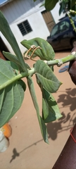 Calotropis procera image