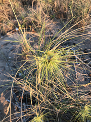 Spinifex