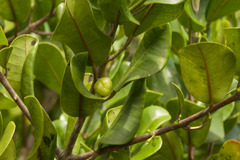 Melicope oahuensis