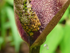 Amorphophallus commutatus