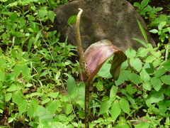 Amorphophallus commutatus