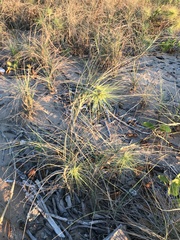 Spinifex