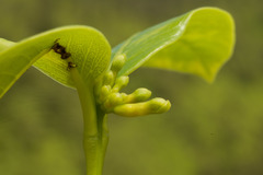 Wikstroemia oahuensis