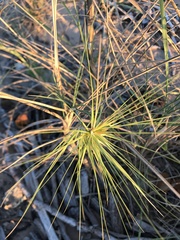 Spinifex
