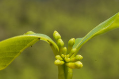 Wikstroemia oahuensis