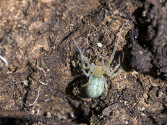 Cheiracanthium virescens