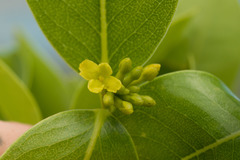 Wikstroemia oahuensis