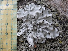 Parmotrema tinctorum