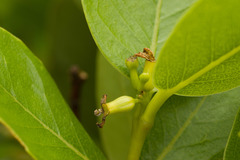 Wikstroemia oahuensis