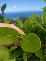 Wikstroemia oahuensis