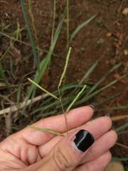 Paspalum scrobiculatum