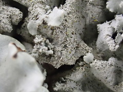 Parmotrema tinctorum