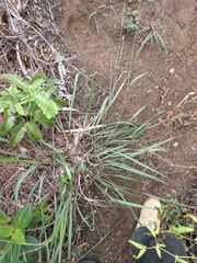 Paspalum scrobiculatum