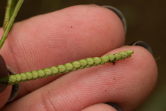 Paspalum scrobiculatum