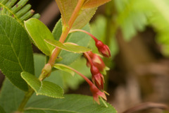 Vaccinium dentatum