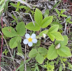 Fragaria orientalis