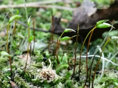 Bryophyta