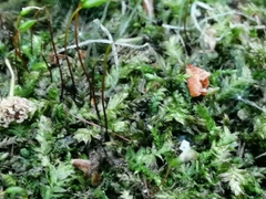 Bryophyta