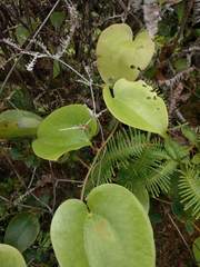 Smilax melastomifolia