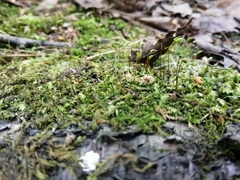 Bryophyta