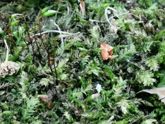 Bryophyta