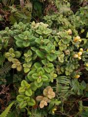 Metrosideros rugosa