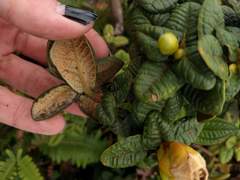 Metrosideros rugosa