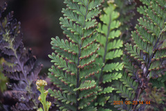 Adenophorus tamariscinus