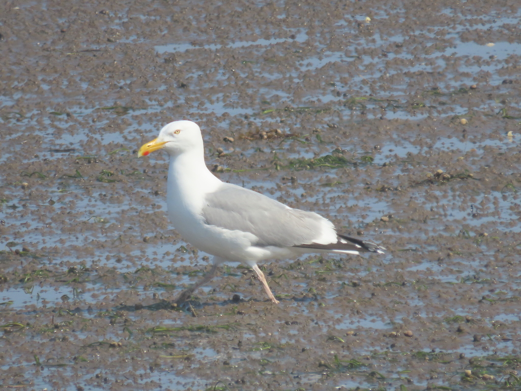 Herring Gull from Saltmarsh Trail, Cole Harbour, NS, Canada on May 21
