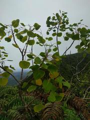 Cheirodendron platyphyllum