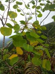 Cheirodendron platyphyllum