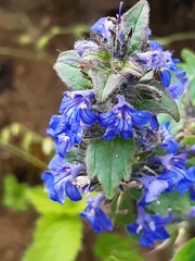 Ajuga reptans