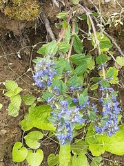 Ajuga reptans