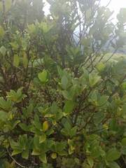 Wikstroemia oahuensis