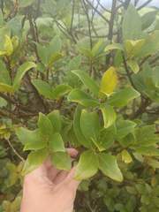 Wikstroemia oahuensis