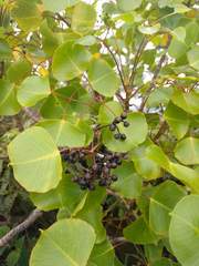 Cheirodendron platyphyllum