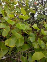 Cheirodendron platyphyllum