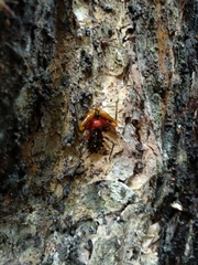 Amulius