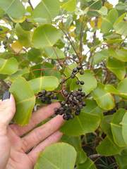 Cheirodendron platyphyllum