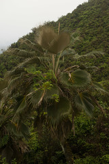 Pritchardia martii