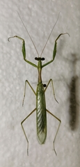 Miomantis caffra