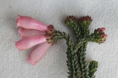 Erica pectinifolia