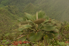 Pritchardia martii