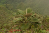 Koʻolau Range Pritchardia - Photo (c) Kevin Faccenda, some rights reserved (CC BY), uploaded by Kevin Faccenda
