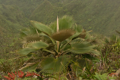 Pritchardia martii