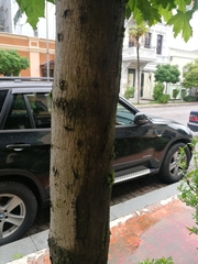 Acer
