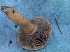 Chroogomphus jamaicensis