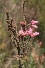 Erica pectinifolia